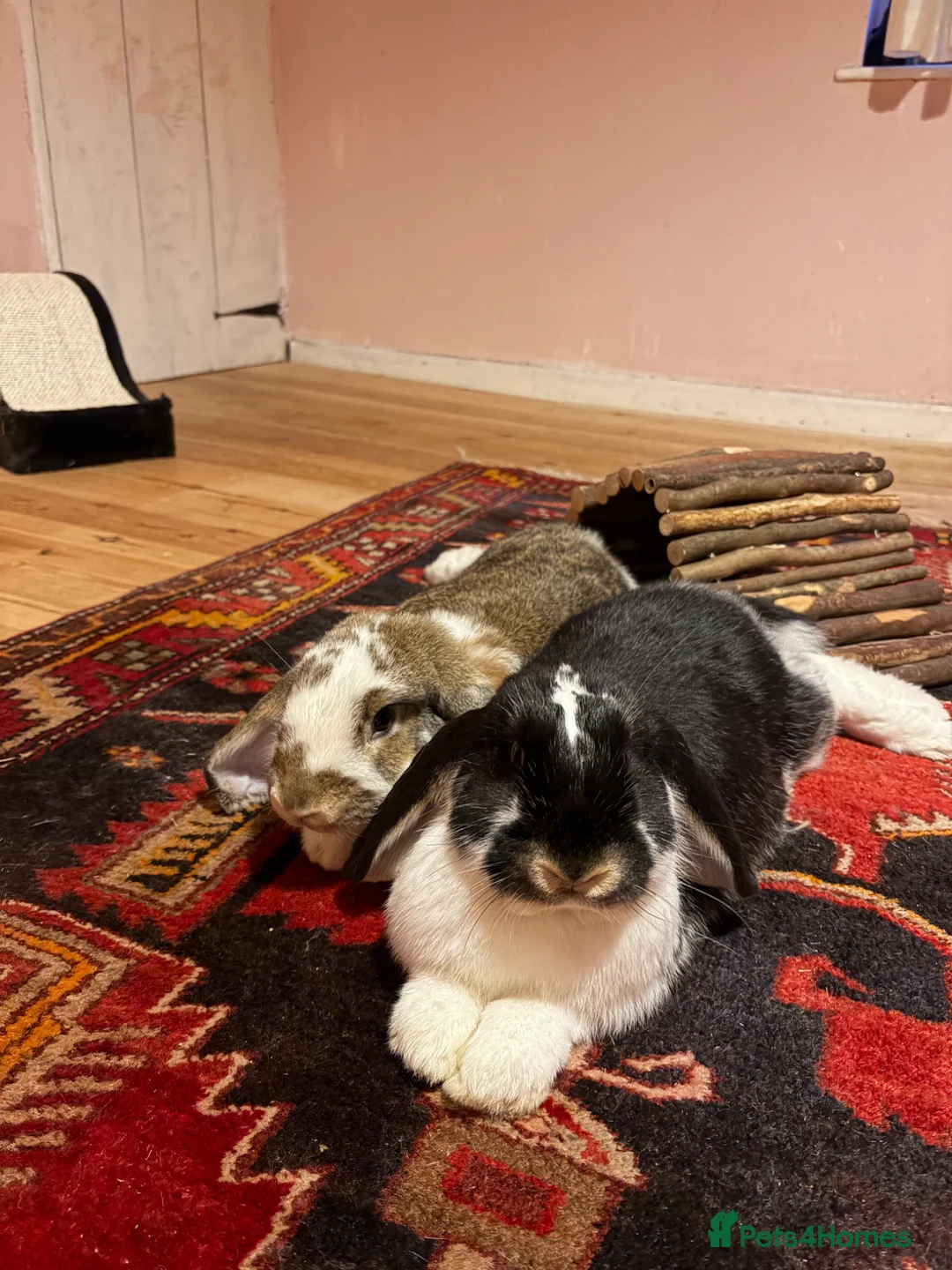 French Lop rabbits for sale: 2 Male French Lops  in King's Lynn - Advert 1