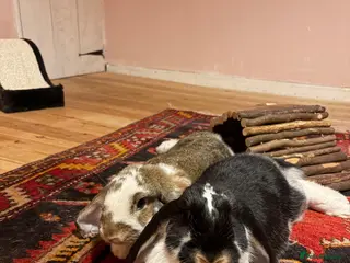 French Lop rabbits 2 Male French Lops - Advert 3