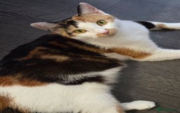 American Shorthair cats for sale: Beautiful 8 Week Old Kittens - Image 8