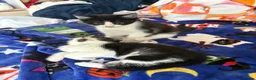 Mixed Breed cats for sale: Scottish fold/domestic short hair  in Basildon - Advert 4