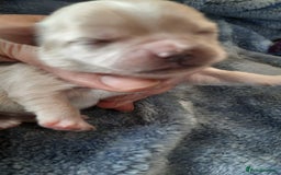 Mixed Breed dogs for sale: Shih Tzu cross malchi pups - Advert 2