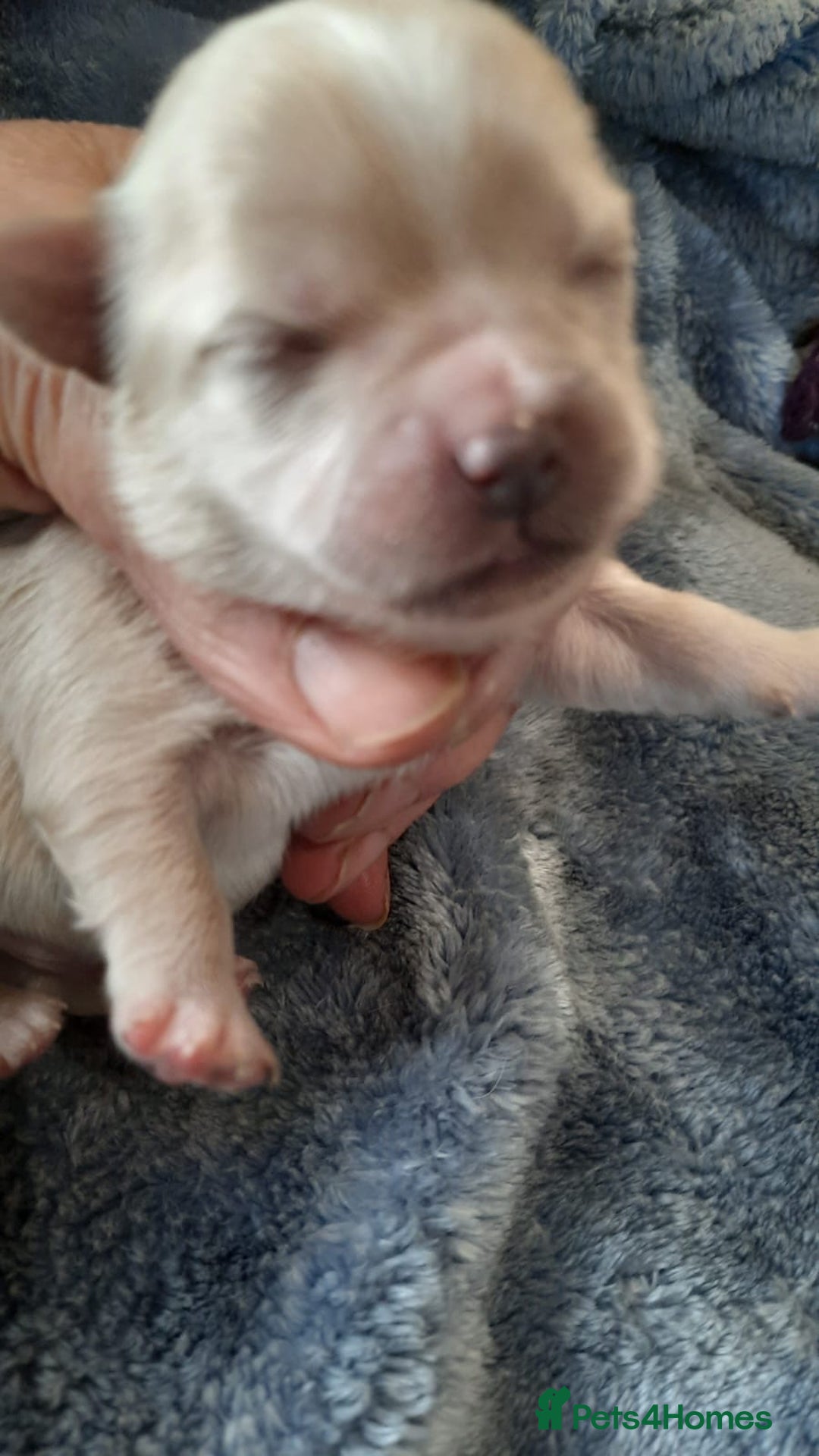 Mixed Breed dogs for sale: Shih Tzu cross malchi pups - Advert 2