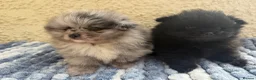 Pomeranian dogs for sale: 🧸 TOP QUALITY POM PUPPIES 🧸 - Advert 11