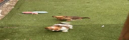Mixed Breed dogs for sale: Chihuahua x terrier puppies for sale - Advert 5