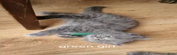 British Longhair cats for sale: Gorgeous British Blue longhair kittens - Advert 6