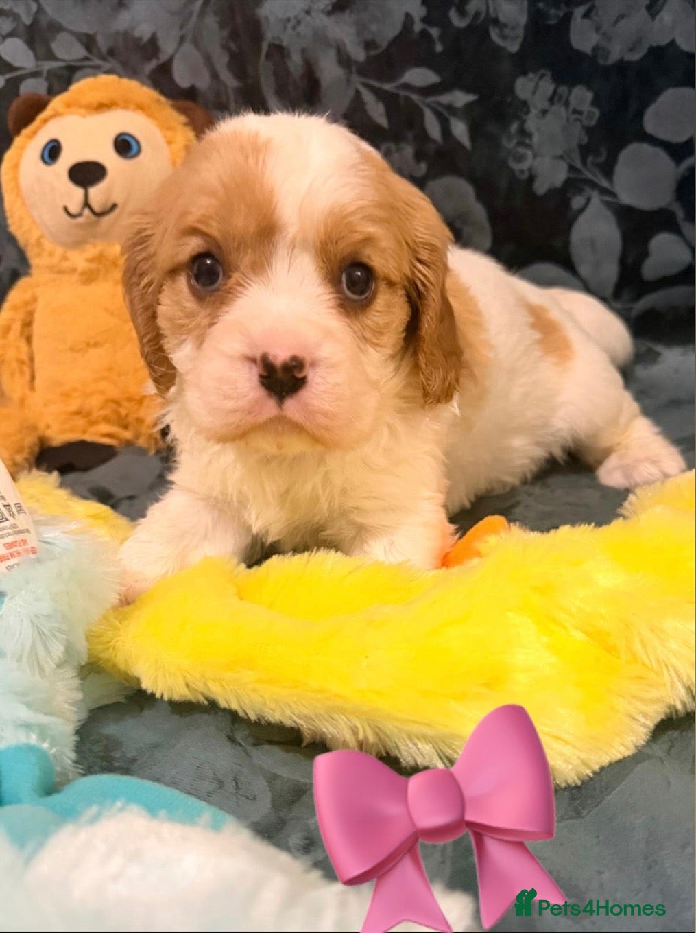 Cavalier King Charles Spaniel dogs for sale: QUALITY CHOCOLATE CARRIER CAVALIER PUPS! - Advert 2