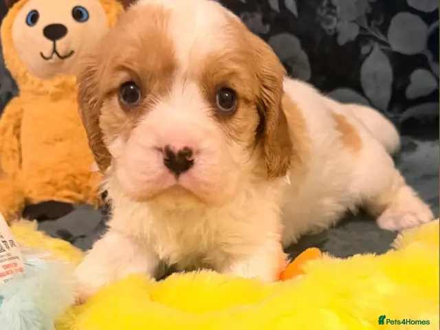 Cavalier King Charles Spaniel dogs for sale: QUALITY CHOCOLATE CARRIER CAVALIER PUPS! - Advert 2