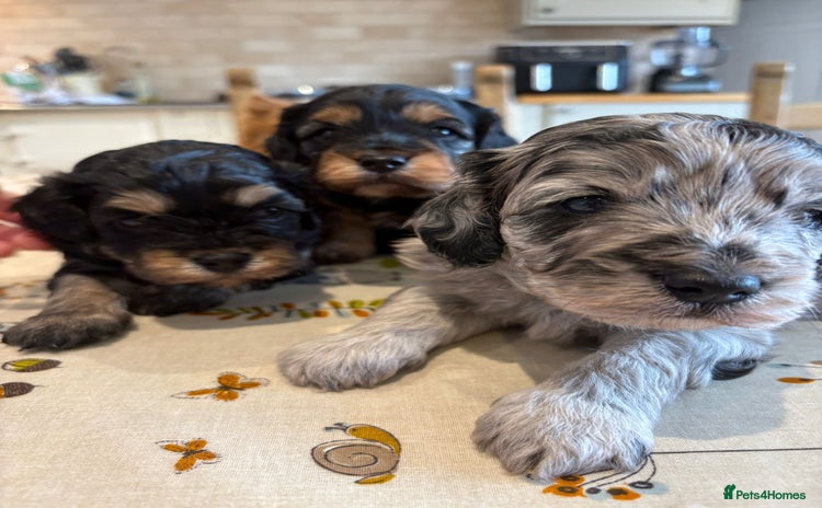 Cockapoo dogs - Advert 3