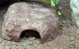 Bearded Dragon reptiles for sale: Juvenile Bearded Dragon PLUS full setup - Image 29