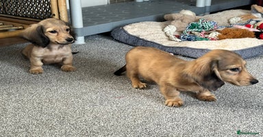 Miniature Dachshund dogs - Advert 9