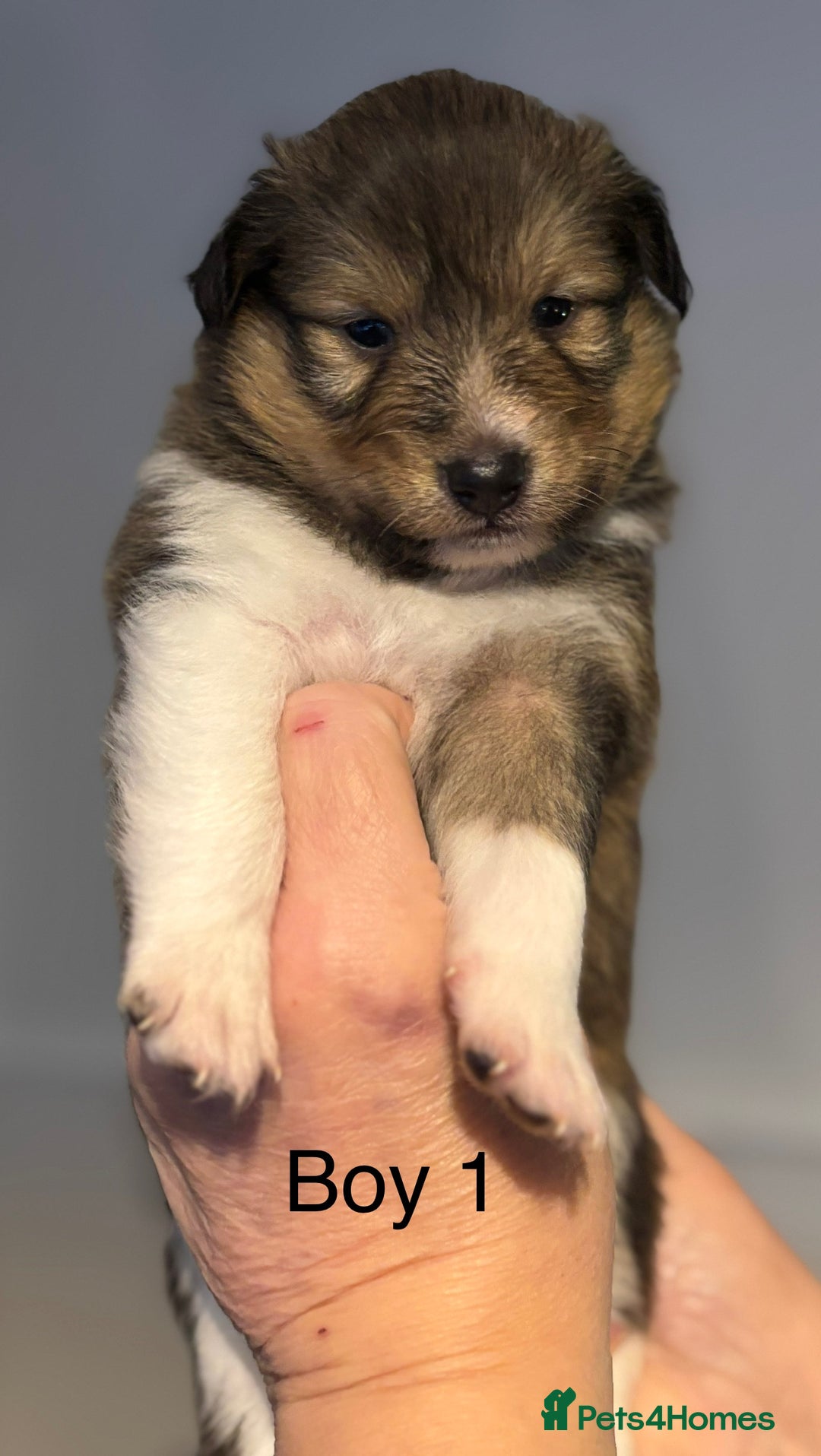 Shetland Sheepdog dogs for sale: Beautiful Shetland sheepdog puppies  - Advert 5