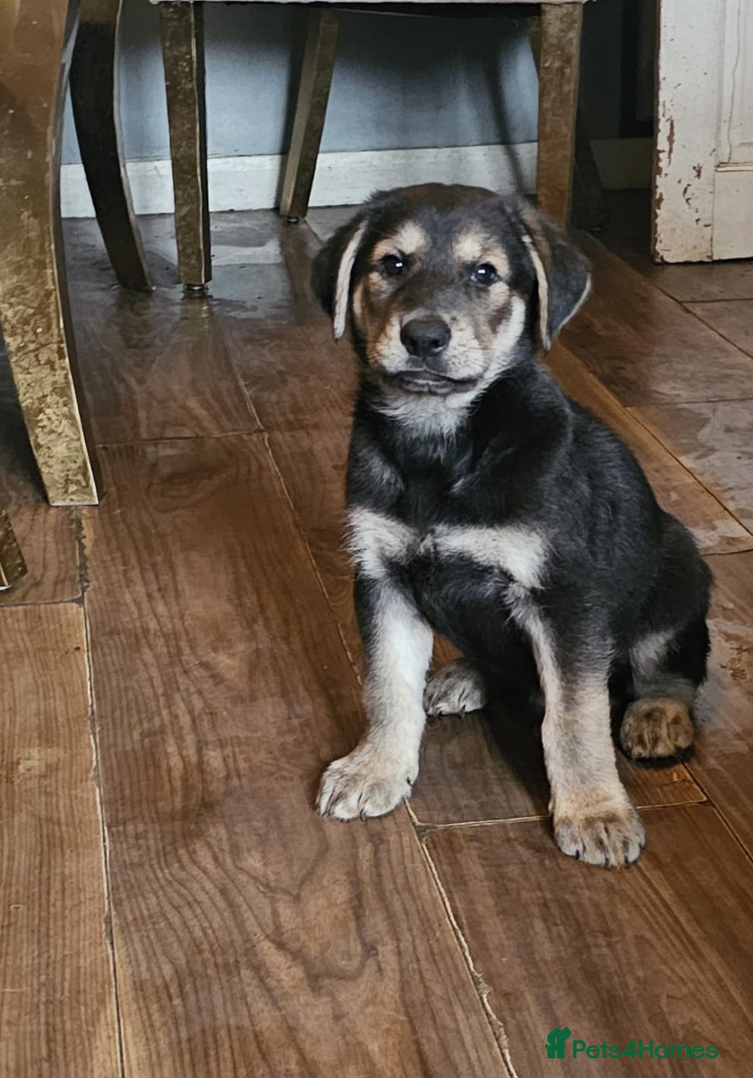 Mixed Breed dogs for sale: German sheperd x lab  - Advert 1