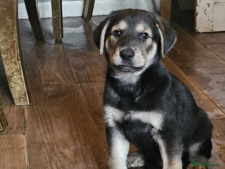 Mixed Breed dogs German sheperd x lab - Advert 4