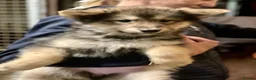 Shepsky dogs for sale: German Shepherd cross Husky Puppies  - Advert 1