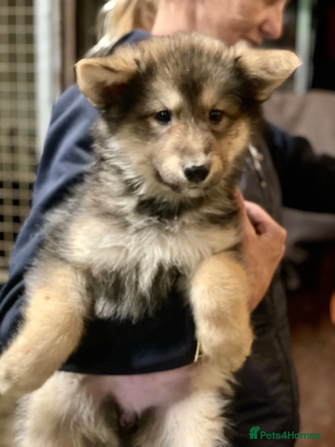 Shepsky dogs for sale: German Shepherd cross Husky Puppies  - Advert 1