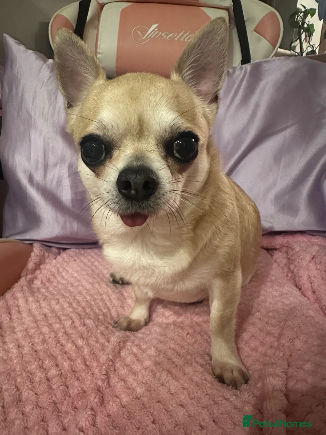 Mixed Breed dogs for sale: 4 male dogs please take - Advert 2