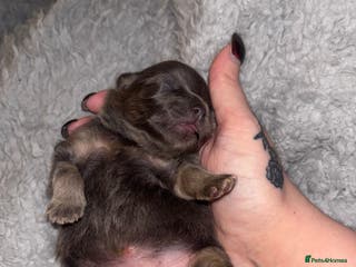 Pomeranian dogs Rare KC Lilac, Blue and Blue Sable Pups! - Advert 4