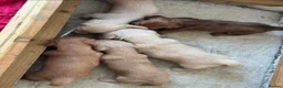 Miniature Dachshund dogs for stud: Beautiful Long Haired Full Cream Dachshund *Stud* - Advert 16
