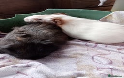 Guinea Pig rodents for sale: Baby Guinea Pigs. - Image 6