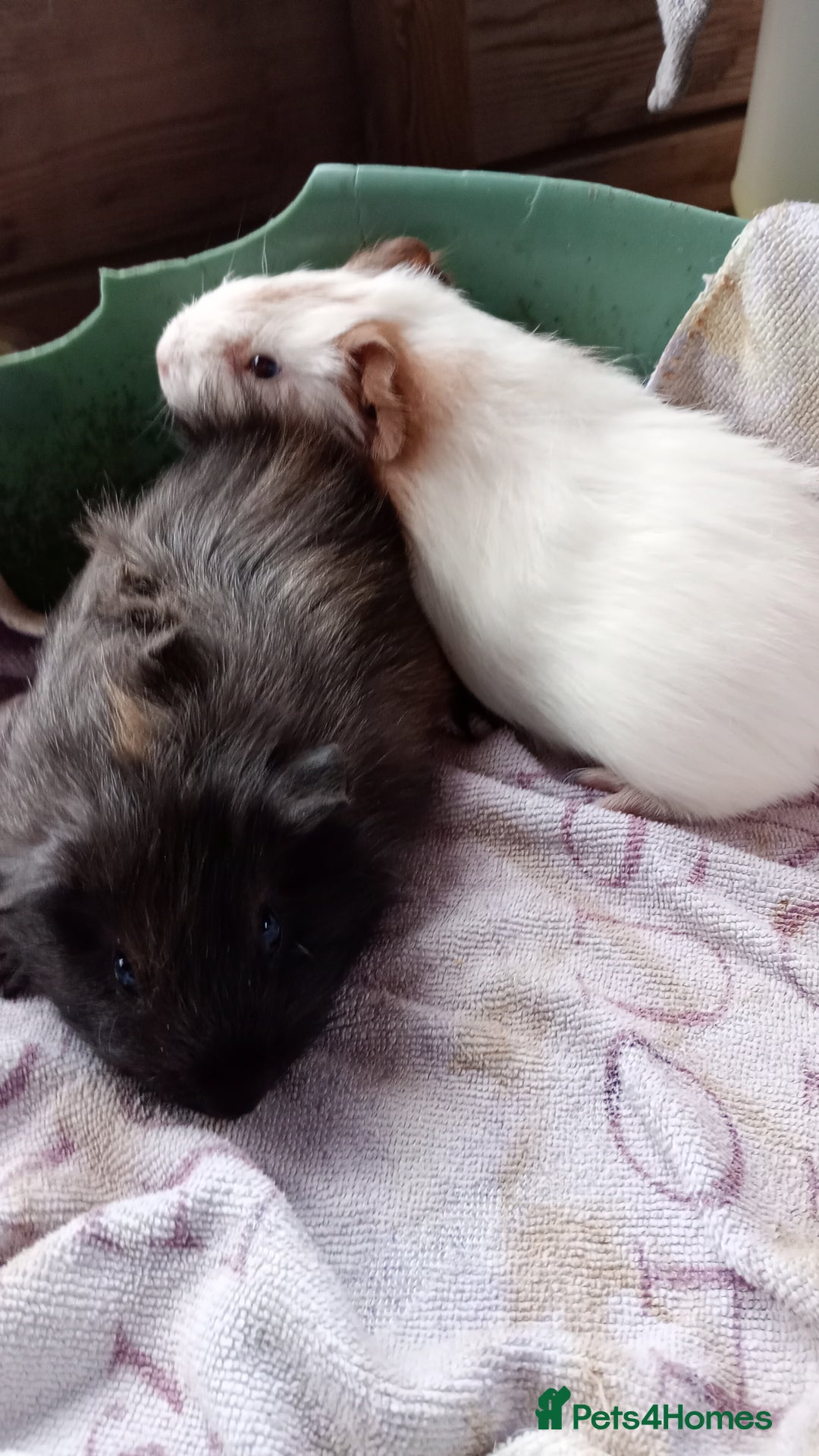 Guinea Pig rodents for sale: Baby Guinea Pigs. - Image 6