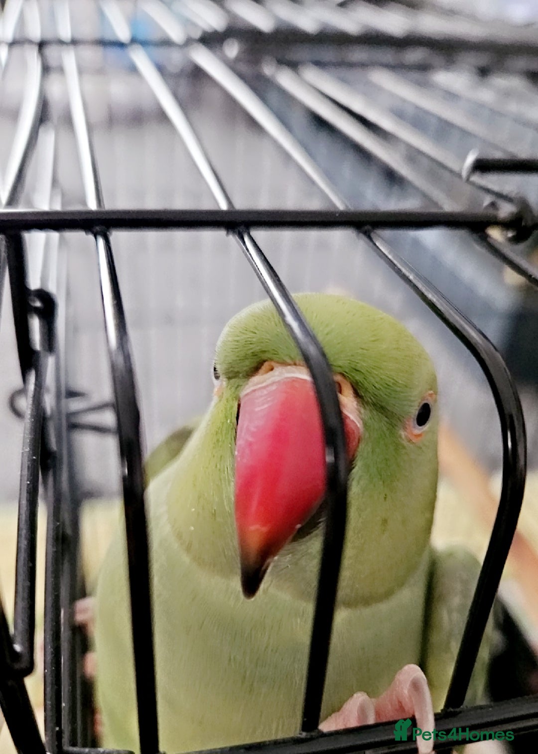 Ringnecks birds for sale: Green Indian Ringneck Parrot for rehoming - Advert 2