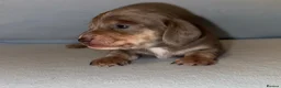 Miniature Dachshund dogs for sale: Miniature Dachshunds - Advert 26