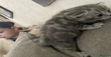 British Shorthair cats - Advert 3
