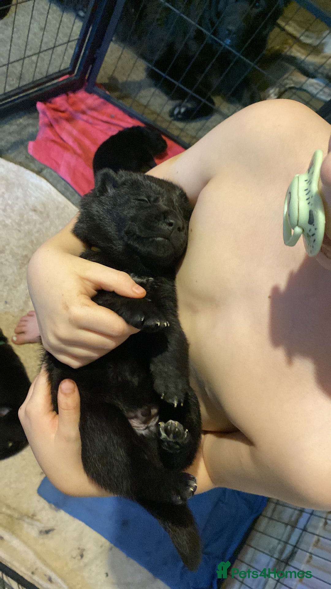 Mixed Breed dogs for sale: German shepherd x chow x lurcher  - Advert 3