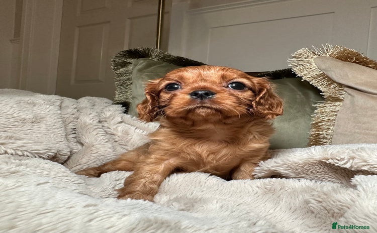 Cavalier King Charles Spaniel dogs - Advert 3