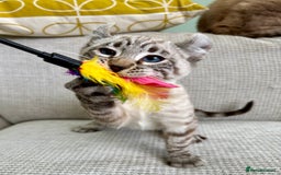 Savannah cats for sale: Awesome snow leopard Keetso male  - Image 8