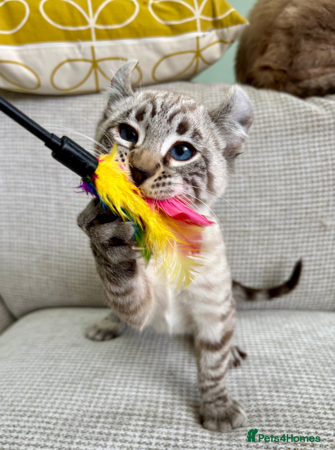 Savannah cats for sale: Awesome snow leopard Keetso male  - Image 8