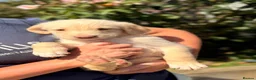 Australian Labradoodle dogs for sale: Australian double doodle puppies  - Advert 7