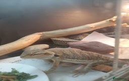 Bearded Dragon reptiles for sale: Rescued baby bearded dragon - Image 6