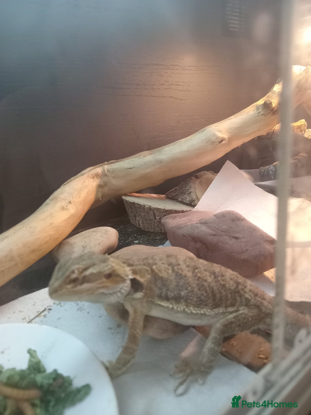 Bearded Dragon reptiles for sale: Rescued baby bearded dragon - Image 6