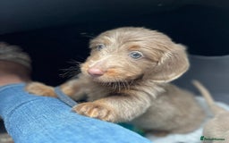 Dachshund dogs for sale: Dachshund - Image 1