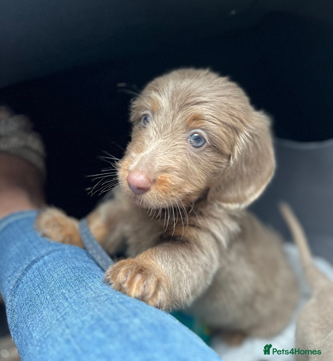 Dachshund dogs for sale: Dachshund - Image 1