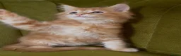 Maine Coon cats for sale: Pedigree Maine coon kittens can be TICA reg in Dorking - Advert 14