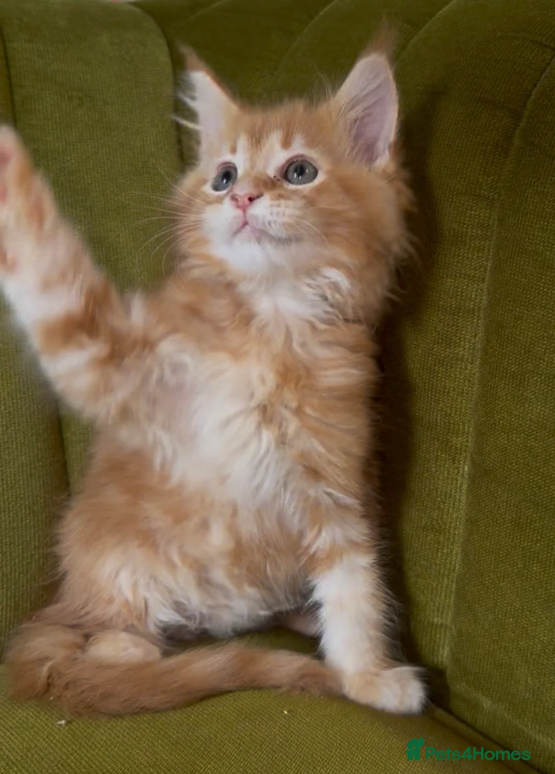 Maine Coon cats for sale: Pedigree Maine coon kittens can be TICA reg in Dorking - Advert 14