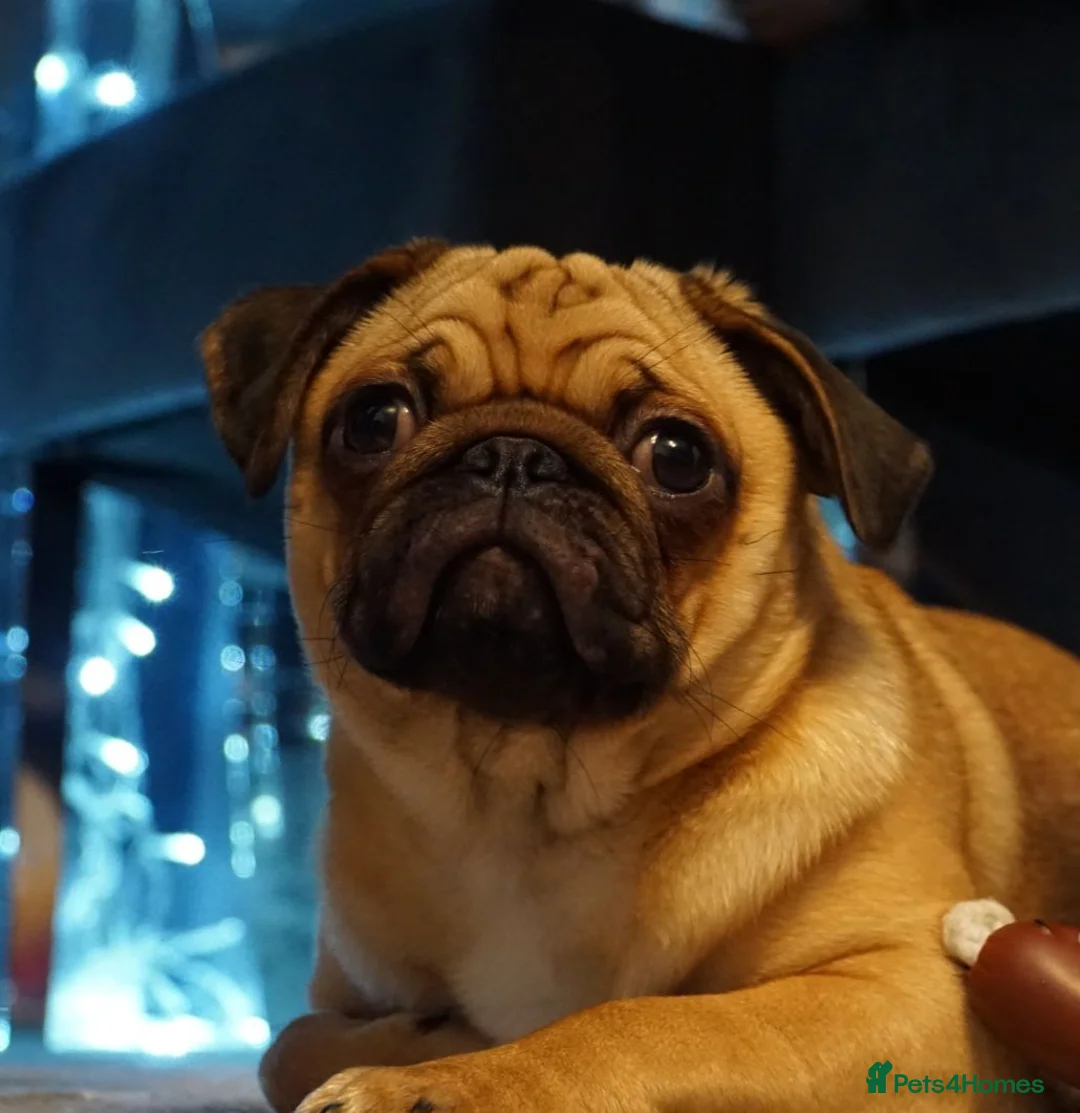 Pug dogs for sale: Adorable  PUG Puppies looking for Their Homes  - Advert 1