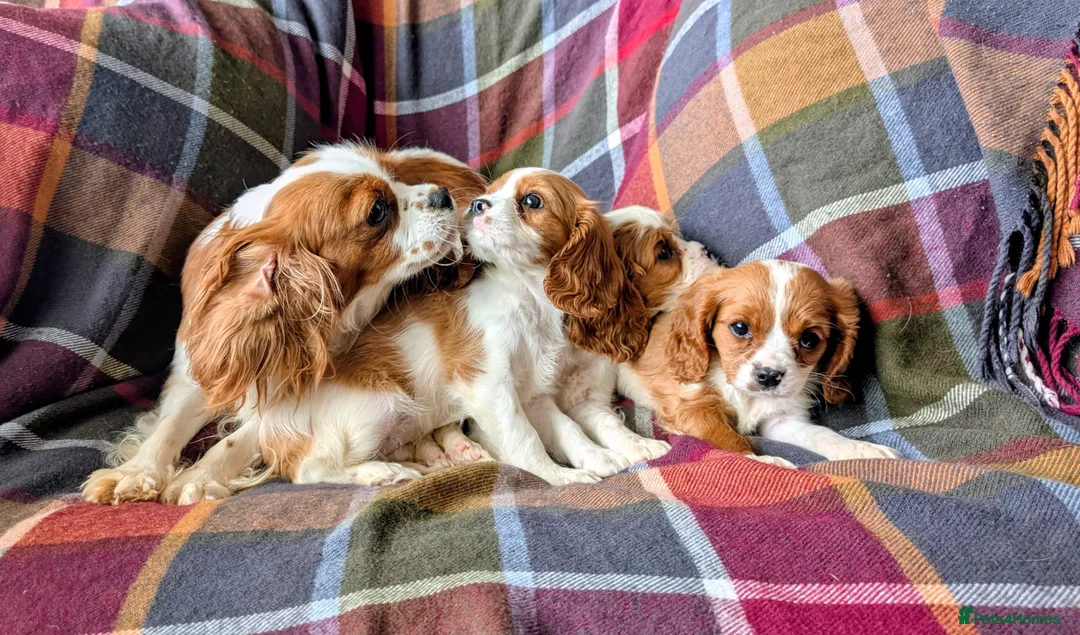 Cavalier King Charles Spaniel dogs for sale: Gorgeous Cavalier King Charles Spaniel Puppies - Advert 1