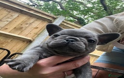 French Bulldog dogs for sale: 7 week old kC French bulldogs - Image 25