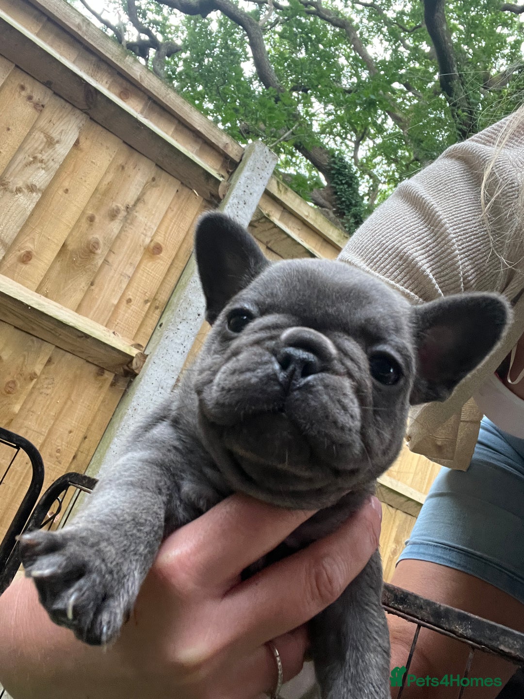 French Bulldog dogs for sale: 7 week old kC French bulldogs - Image 25