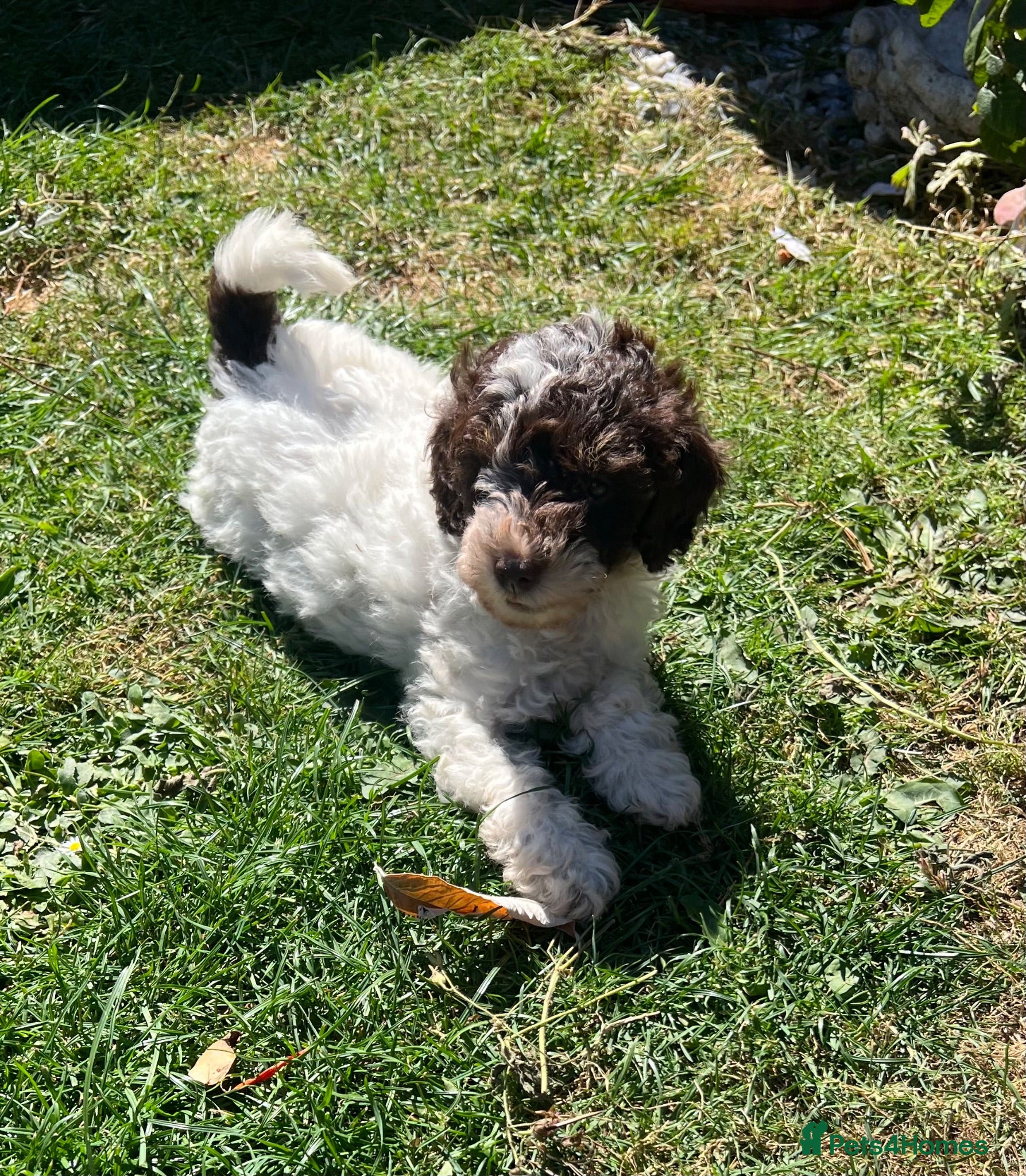 Poodle dogs Adorable Toy Poodle Puppies  - Advert 1