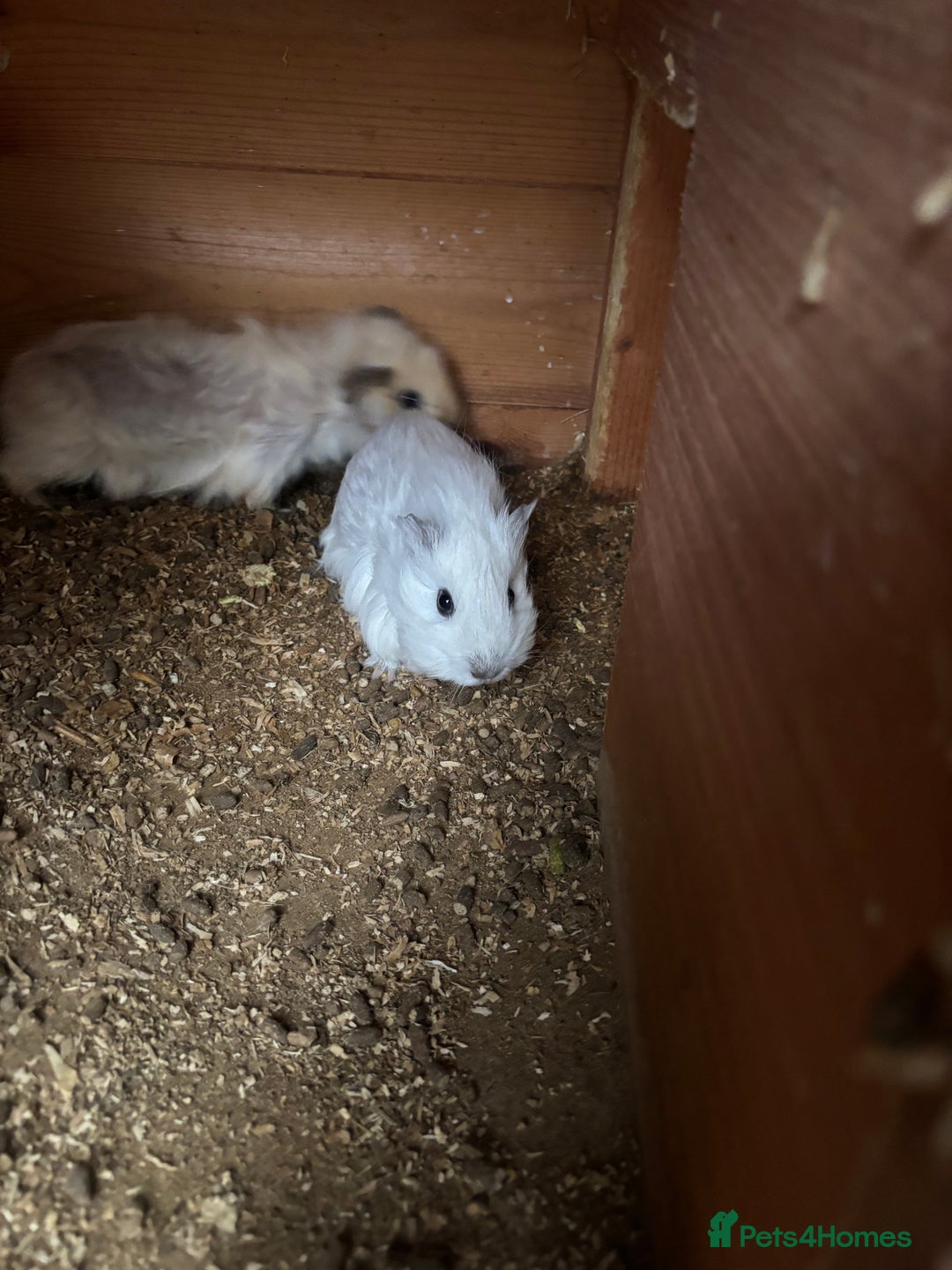 Guinea Pig rodents for sale: 2 Female Guinea Pigs 11 Weeks Old  Lovely Natured - Advert 1
