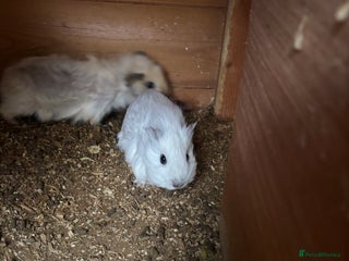 Guinea Pig rodents 2 Female Guinea Pigs 11 Weeks Old Lovely Natured - Advert 1