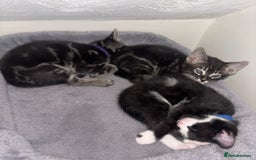 Bengal cats for sale: BENGAL❌KITTENS - Image 21