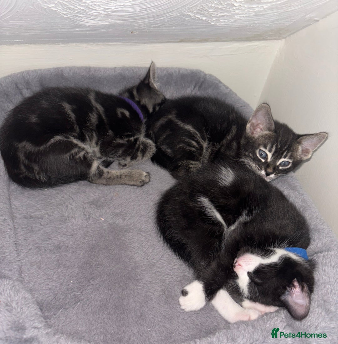 Bengal cats for sale: BENGAL❌KITTENS - Image 21
