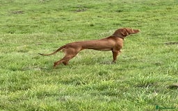 Hungarian Vizsla dogs for sale: Wonderful puppies from mum with 0/0 hip score.  - Image 9