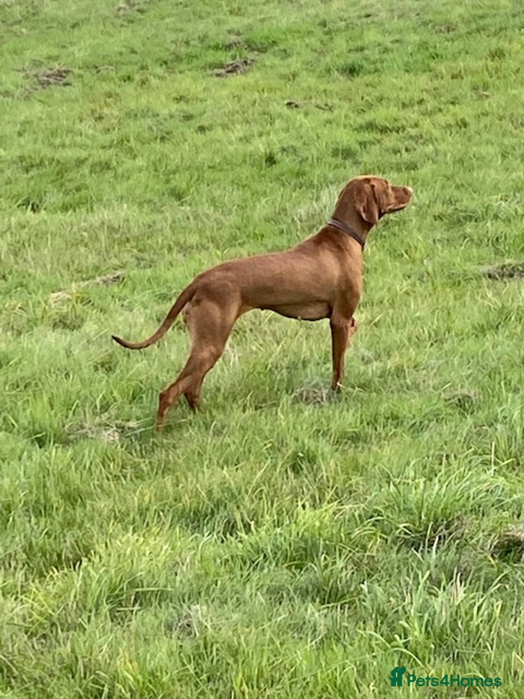 Hungarian Vizsla dogs for sale: Wonderful puppies from mum with 0/0 hip score.  - Image 9