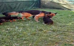 German Shepherd dogs for sale: GERMAN SHEPHERD PUPPY  - Image 6